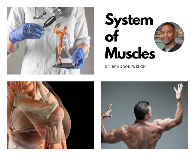 System of muscles