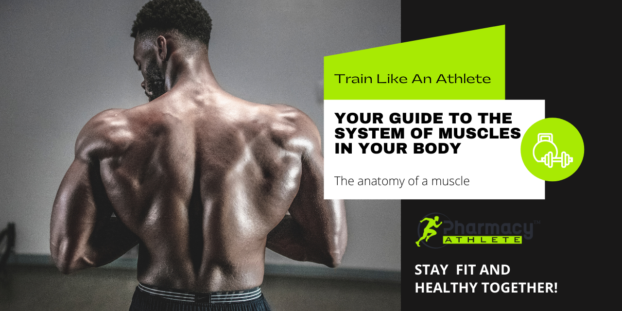 Your guide to the system of muscles in your body